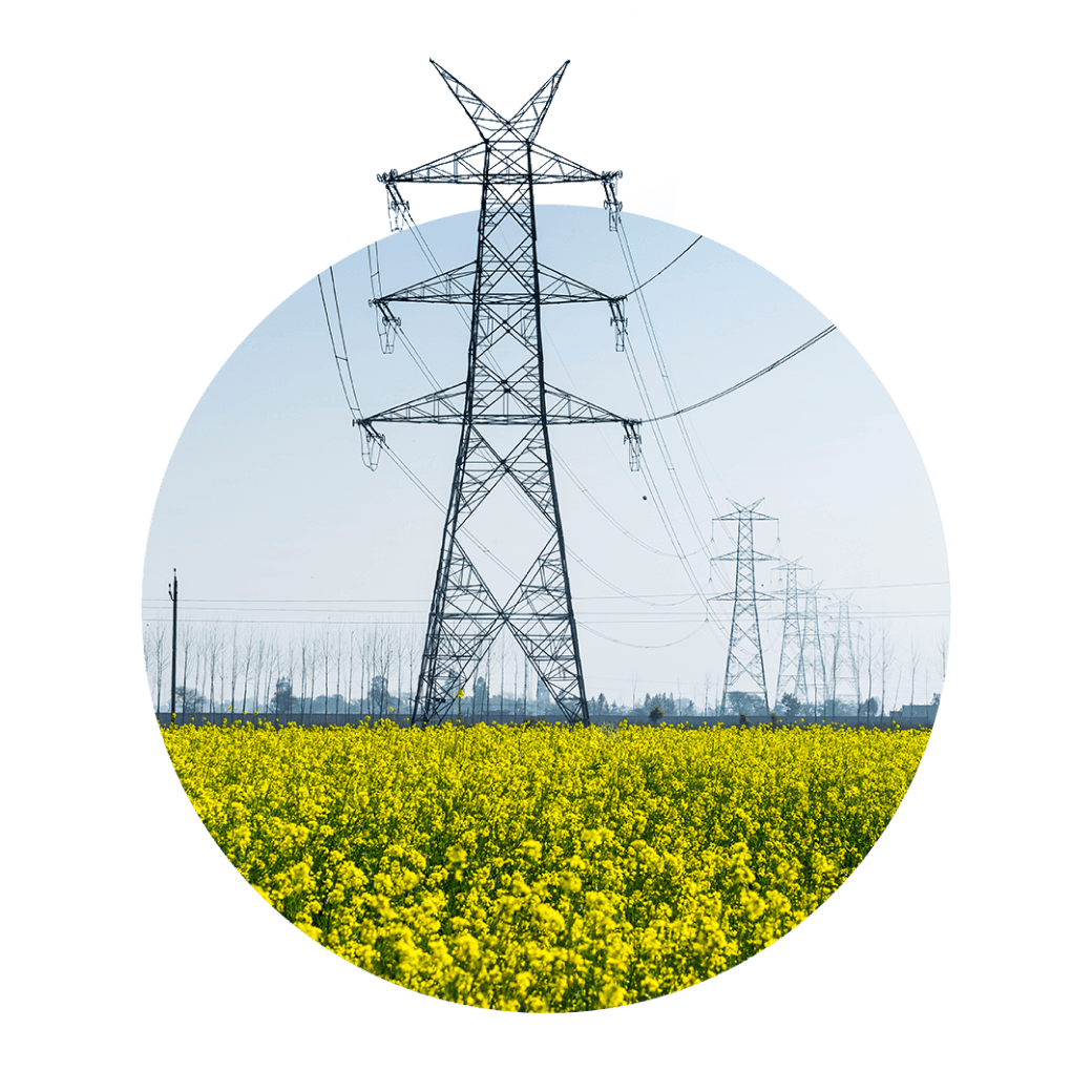 Transmission towers in a field with yellow flowers